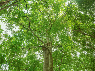 Tree with the mist in the DeepForest on the mountain