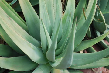 aloe vera pflanze nahaufnahme makro
