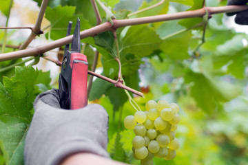 pruning the vine