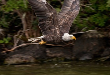 Northern Bald Eagle flying past rocky shore on lake Winnipesaukee 