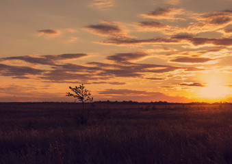 A small single tree in the evening steppe.