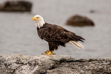 Northern Bald Eagle on breakfast bass