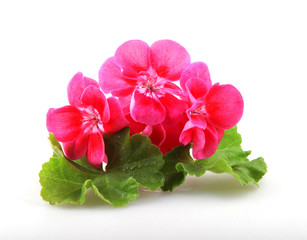 Geranium Pelargonium Flowers Isolated On White Background