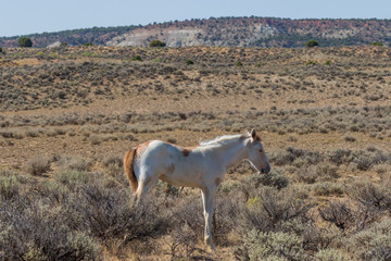 Fototapeta na wymiar Wild Horse Foal in the Colorado Desert in Summer
