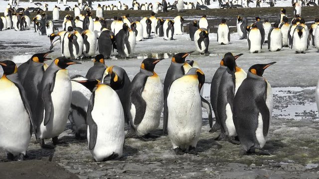 King penguin stands in slush on Salisbury Plain on South Georgia in Antarctica
