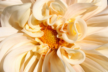 closeup of dahlia