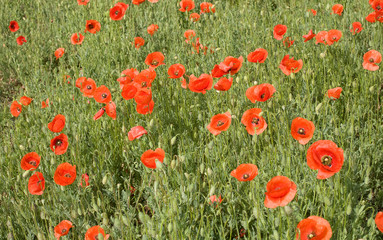 field of poppies