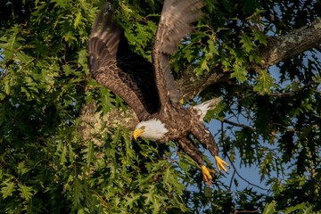 Northern Bald Eagle flying out of giant Oak 