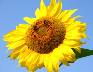 sunflower on background of blue sky