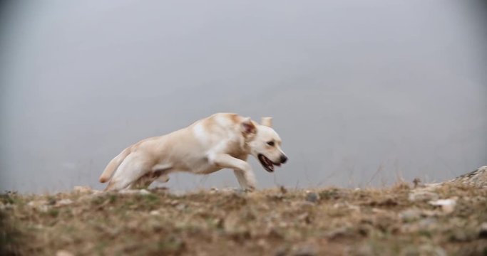 Positive droll golden labrador dog cheerfully running in grass in mountins, ears are flopping in air, doggy runs in direction of camera - slow motion shot