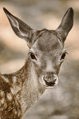 Portrait of a Fawn