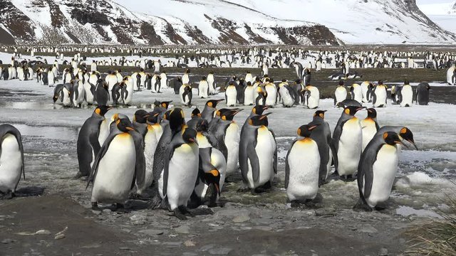 A group of young king penguins is standing by a pond on Salisbury Plain on South Georgia in Antarctica