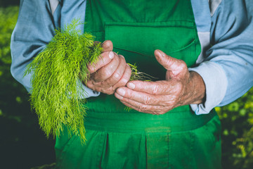 Organic vegetables. Fresh organic dill in the hands of farmers. Dill harvest, autumn harvest.