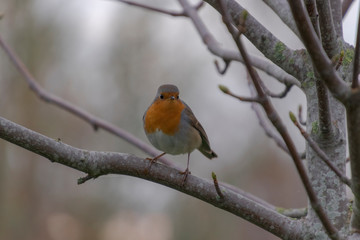 Small robin perched on a branch in the winter and looking at the camera.