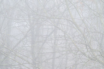 Tree branches without foliage of the forest in the fog. Weather background