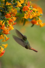 Flying hummingbird and flower