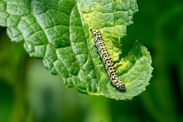 Mullein moth caterpillar