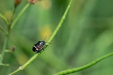 Black and white shield bug (Eurydema oleracea) also known as the crucifer shield bug, the cabbage bug or the brassica bug, walking of a green plant stem