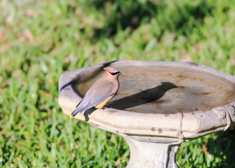 Cedar Waxwing on Birdbath