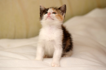 Fototapeta na wymiar playful tricolor little kitten