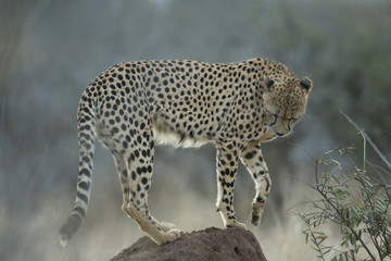 cheetah standing on rock