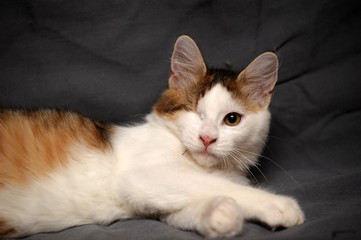 monocular one-eyed sitting ,cat