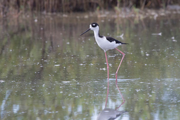 black-necked stilt that walks through the shallow water of a small lagoon in the mangroves