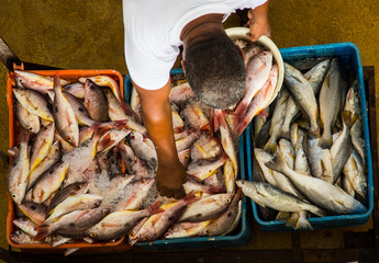 fresh fish at the market in Panama City