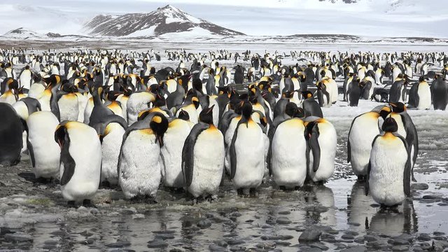 A group of young king penguins is standing by a pond on Salisbury Plain on South Georgia in Antarctica