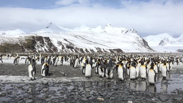 A colony of king penguins on Salisbury Plain on South Georgia in Antarctica