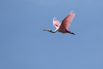 roseate spoonbill flying over the marshes on a bright sunny day