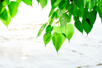 green bo leaf in the nature - closeup