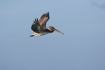 young brown pelican who flies over the ocean on a sunny day