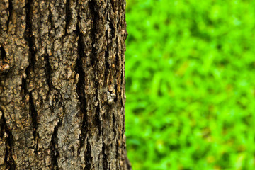 Tree background / texture - closeup