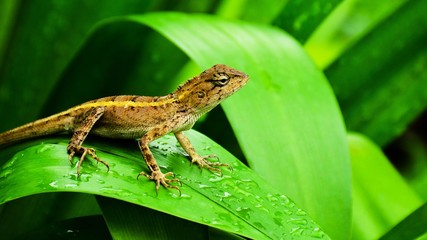 brown and yellow chameleon on the leaf in the nature