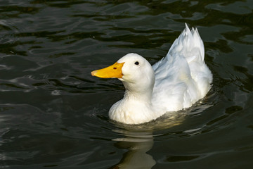 American Pekin Duck 