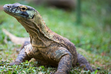 Wild Iguana in Costa Rica