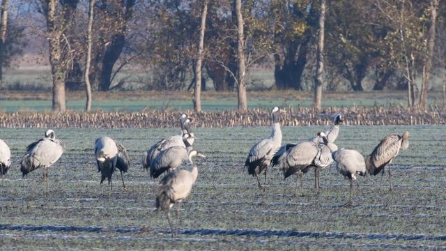 Common Cranes or Eurasian Cranes (Grus Grus) birds resting and feeding in a field during migration to the South in the fall.