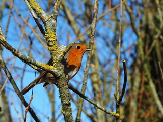 European robin (Erithacus rubecula) perched in a tree with a blue sky background