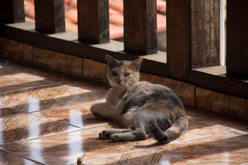 cat on a blue background