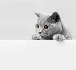 Rolgordijnen Cute playful grey cat leaning out © Photocreo Bednarek