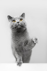 Cute grey cat raising his paw, playing. © Photocreo Bednarek