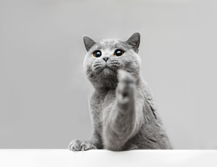 Young grey cat playing, raising his paw.
