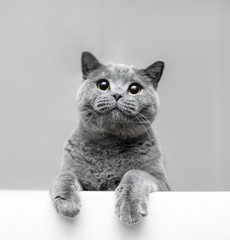Grey playful cat leaning out. © Photocreo Bednarek