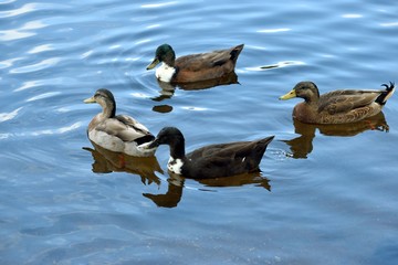Ducks wading on the lake at Florida,  USA