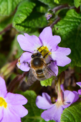 Macro of a Caucasian brown bee Anthophora plumipes on flower Primula denticulata
