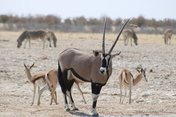 Naklejka na ściany i meble oryx at waterwhole