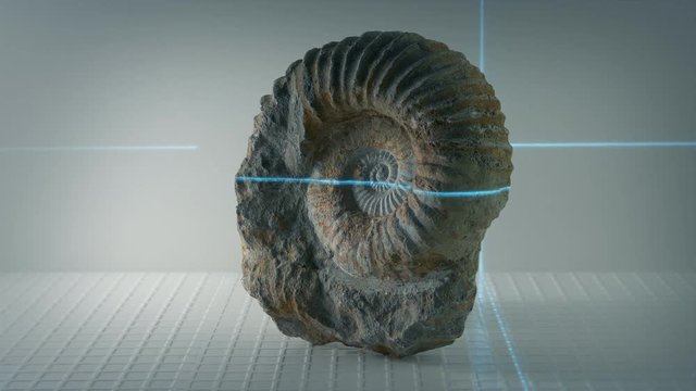 Ammonite Ancient Shell Fossil Being Scanned