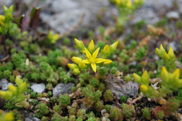 Sedum acre