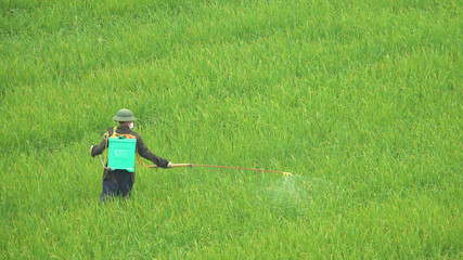Obraz na płótnie Canvas Male worker wearing a mask spraying the growing rice with harmful pesticides.